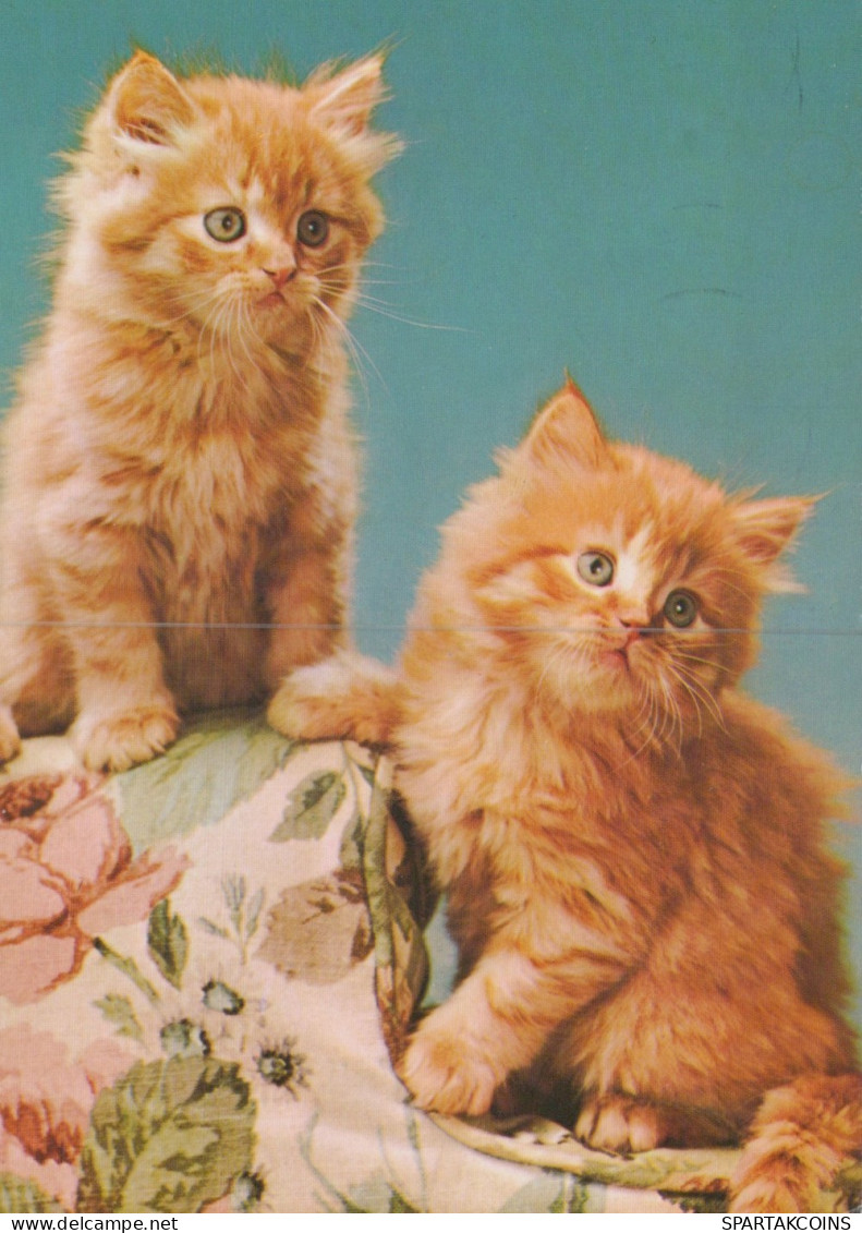 GATTO KITTY Animale Vintage Cartolina CPSM #PAM304.IT - Cats