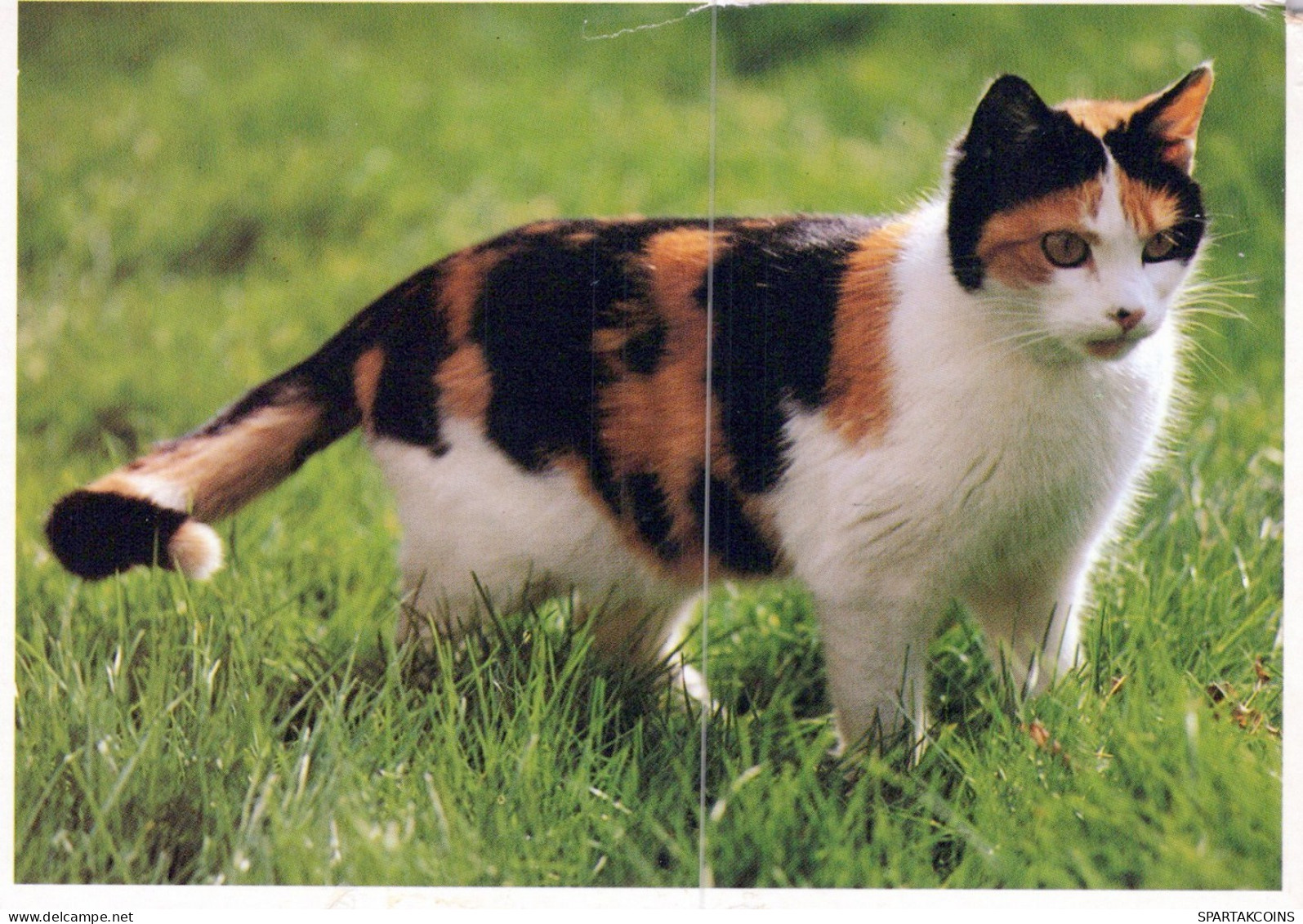 GATTO KITTY Animale Vintage Cartolina CPSM #PAM368.IT - Cats