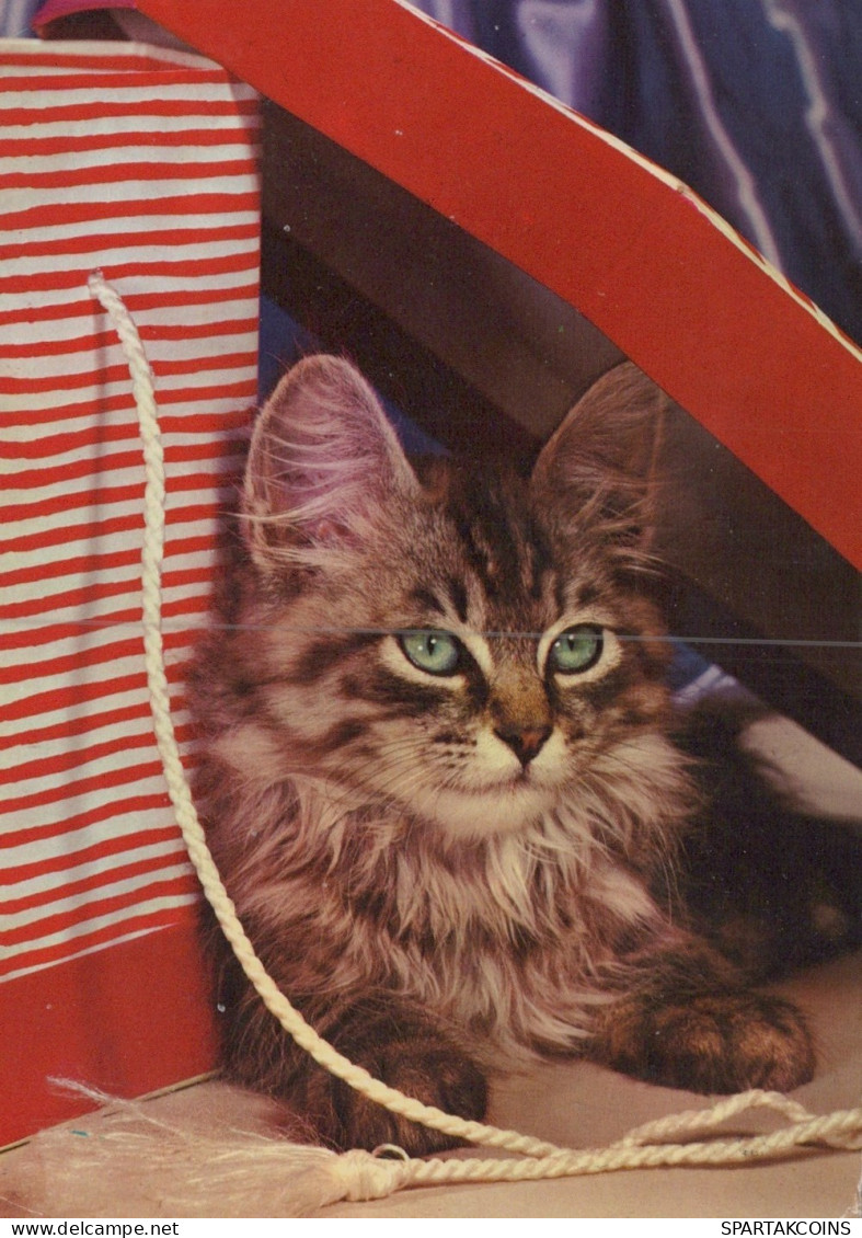 GATTO KITTY Animale Vintage Cartolina CPSM #PAM120.IT - Cats