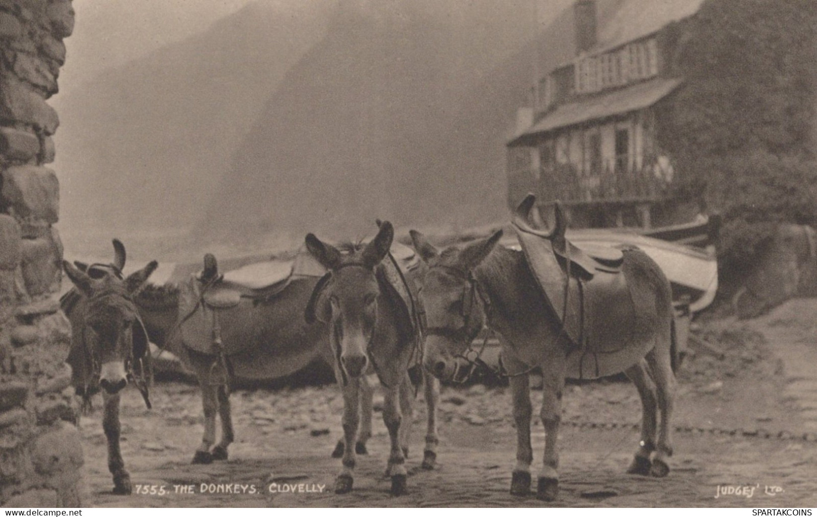 DONKEY Animals Vintage Antique Old CPA Postcard #PAA061.GB - Esel