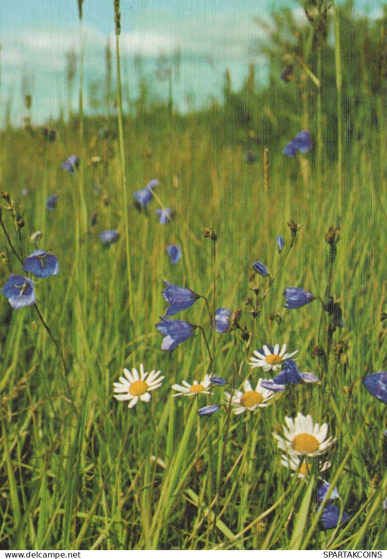 FLOWERS Vintage Postcard CPSM #PBZ685.GB - Bloemen