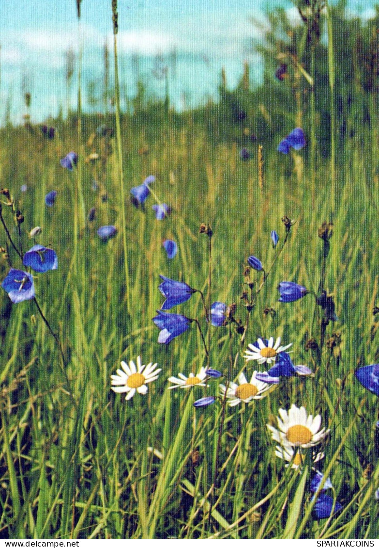 FLOWERS Vintage Postcard CPSM #PBZ685.GB - Blumen