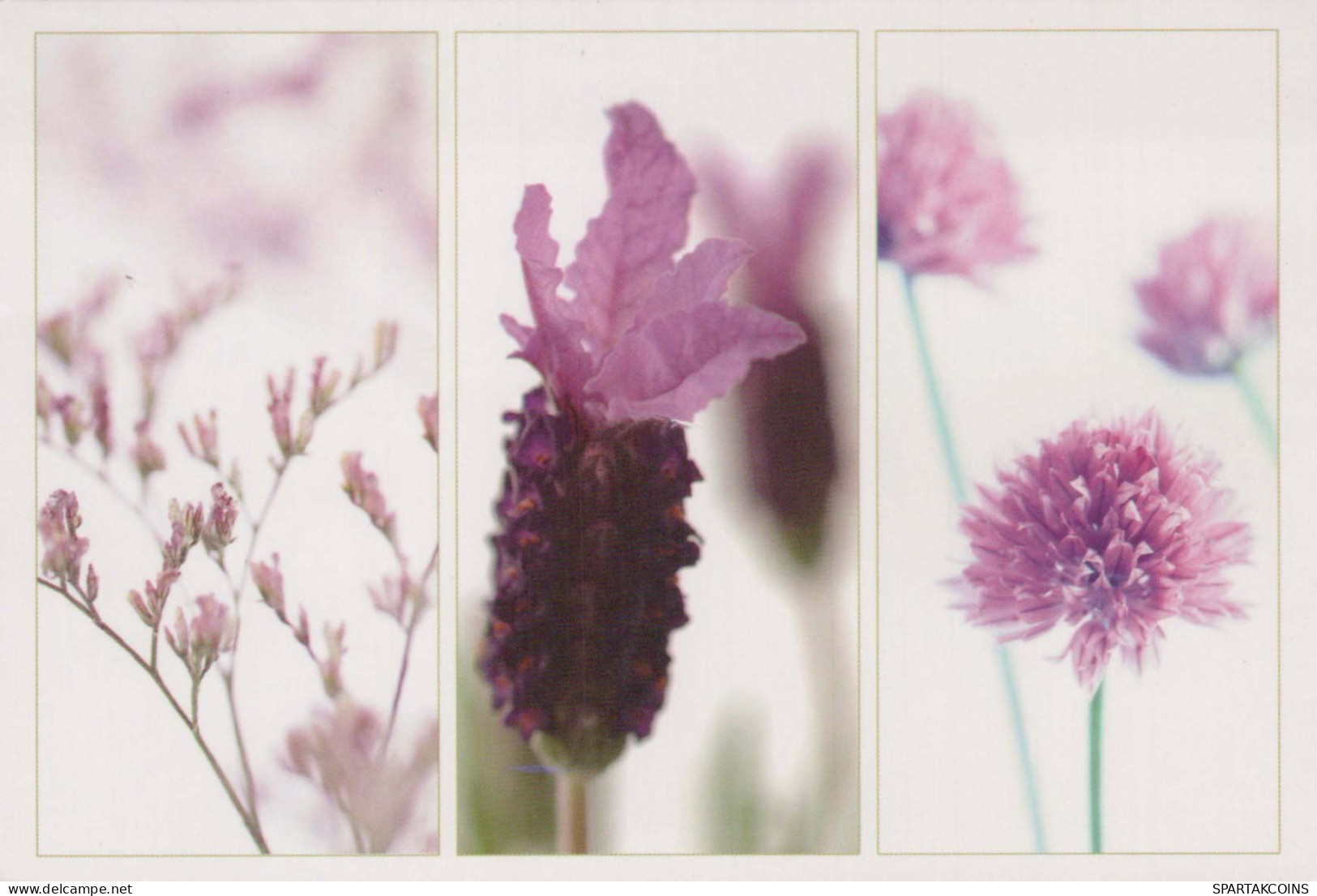 FLOWERS Vintage Postcard CPSM #PBZ205.GB - Bloemen