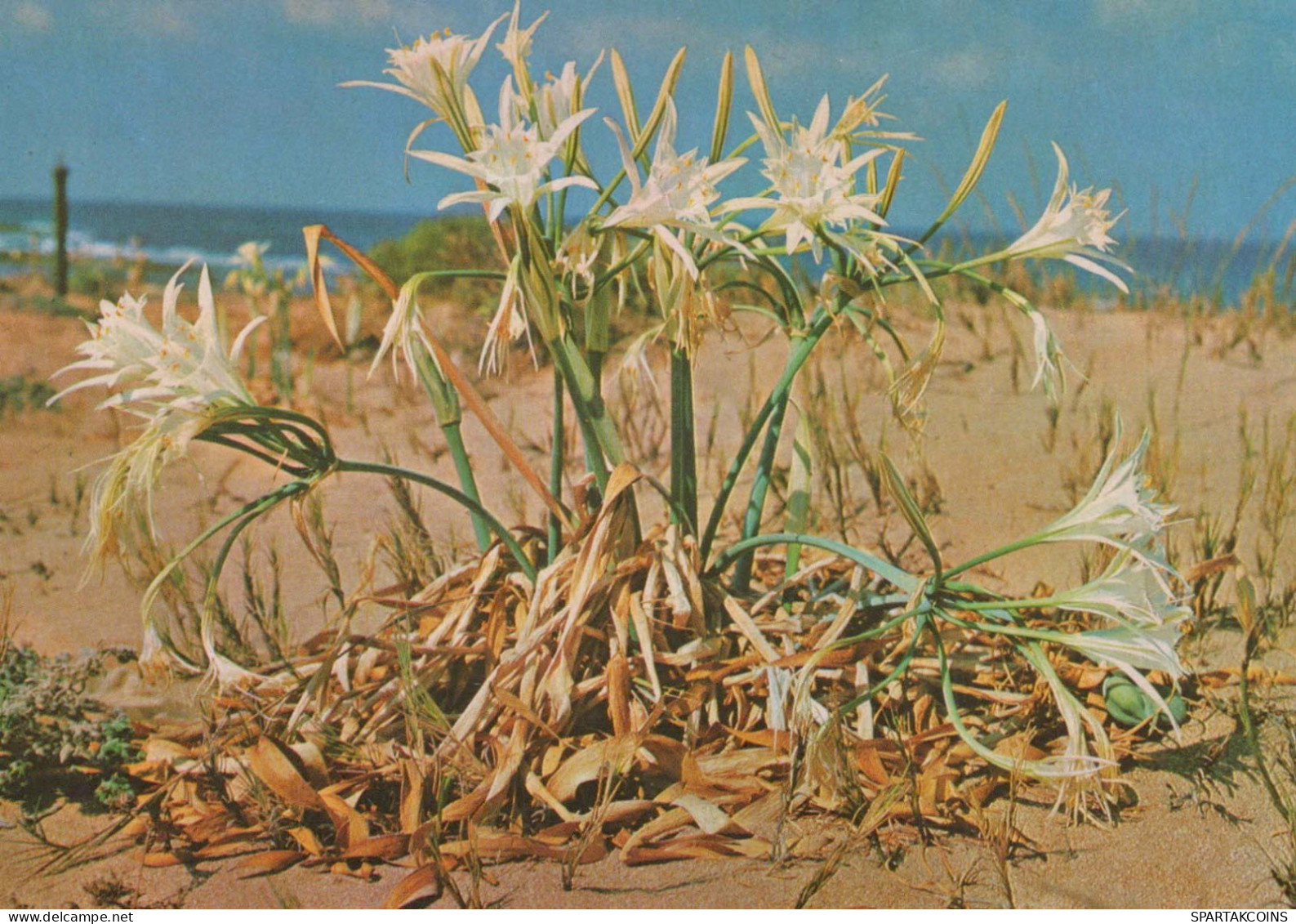 FLOWERS Vintage Postcard CPSM #PBZ085.GB - Bloemen