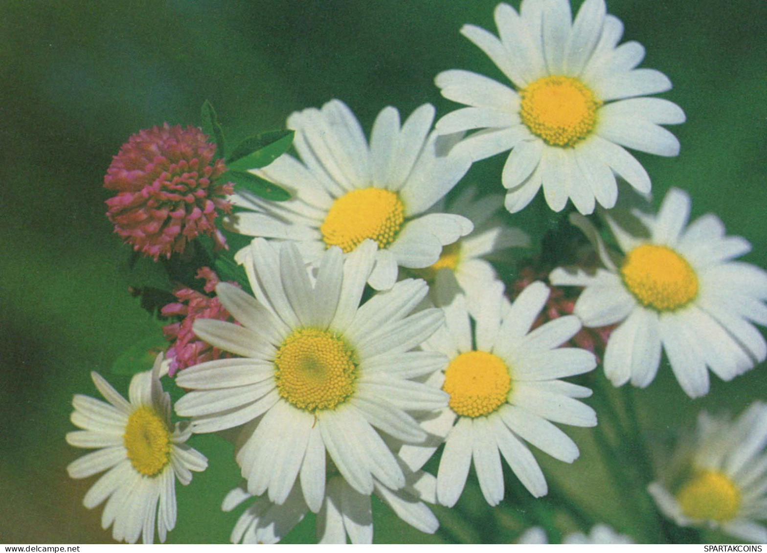 FLOWERS Vintage Postcard CPSM #PBZ385.GB - Fleurs
