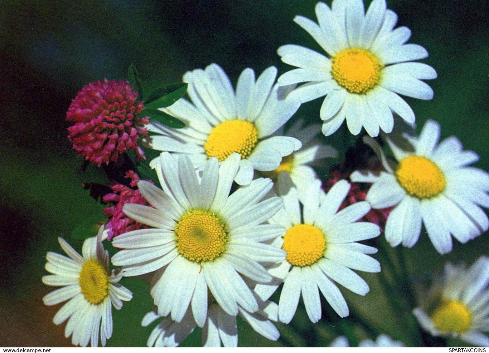 FLOWERS Vintage Postcard CPSM #PBZ385.GB - Fleurs