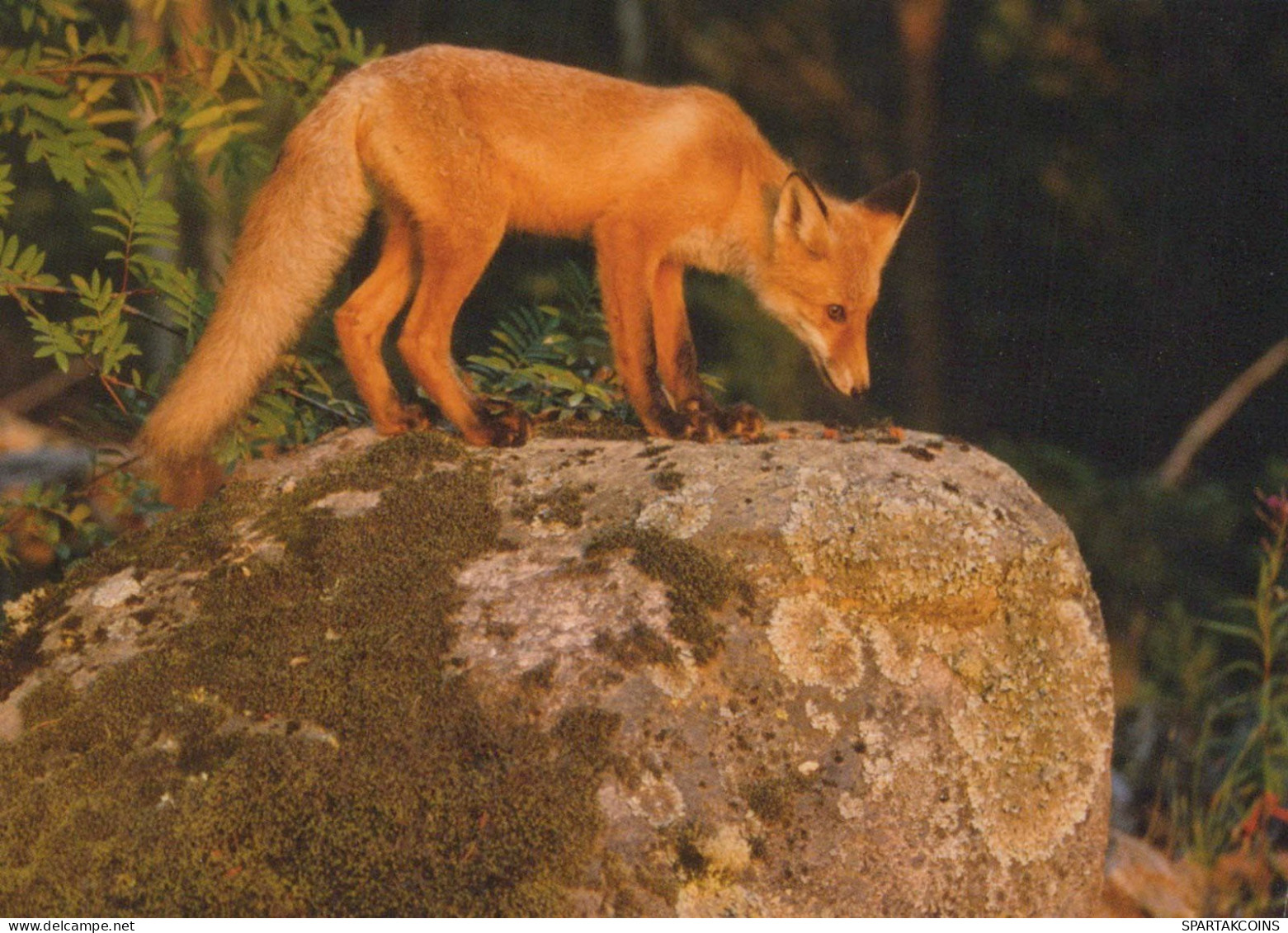 FOX Animals Vintage Postcard CPSM #PBS798.GB - Sonstige & Ohne Zuordnung