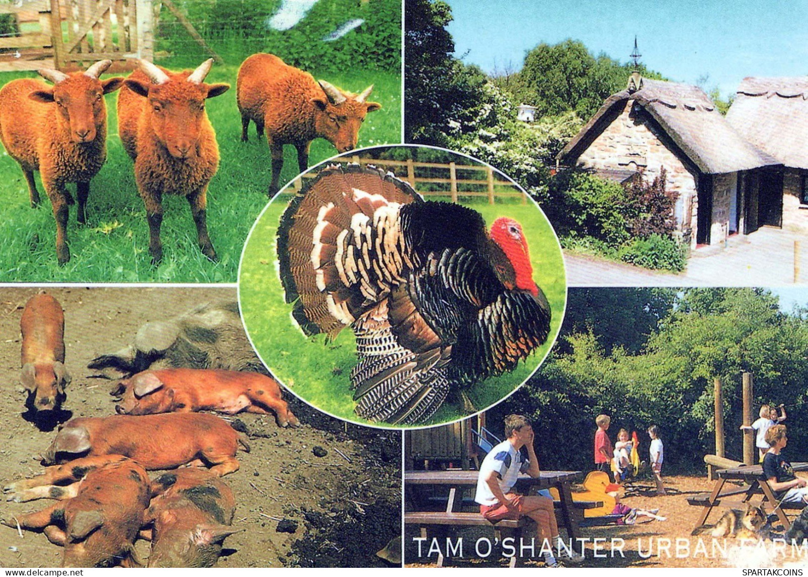 WILD Animals Vintage Postcard CPSM #PBS937.GB - Sonstige & Ohne Zuordnung