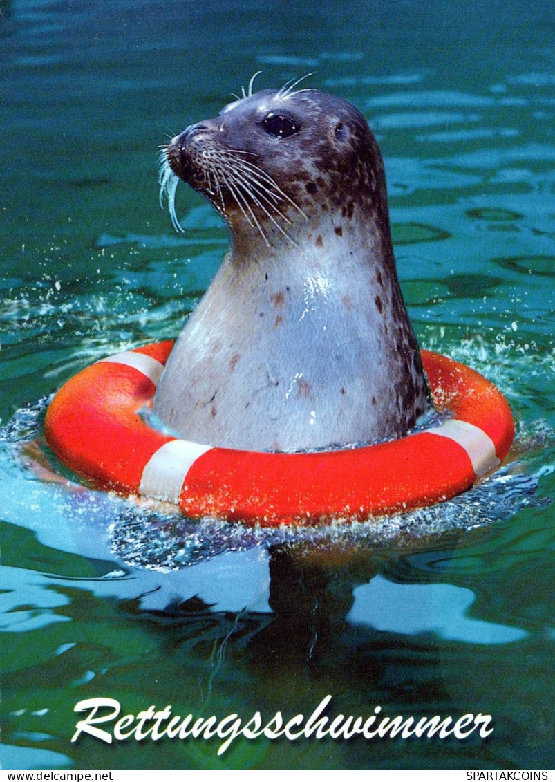 SEAL Animals Vintage Postcard CPSM #PBS656.GB - Autres & Non Classés