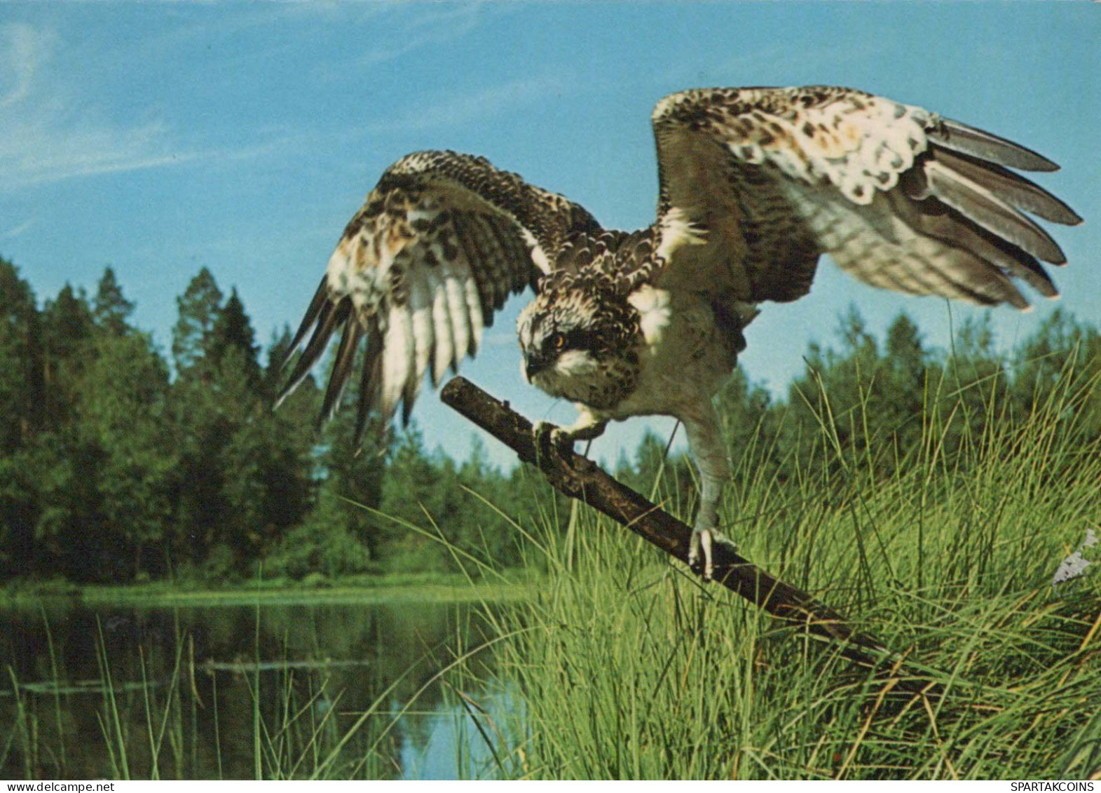 BIRD Animals Vintage Postcard CPSM #PBR494.GB - Pájaros