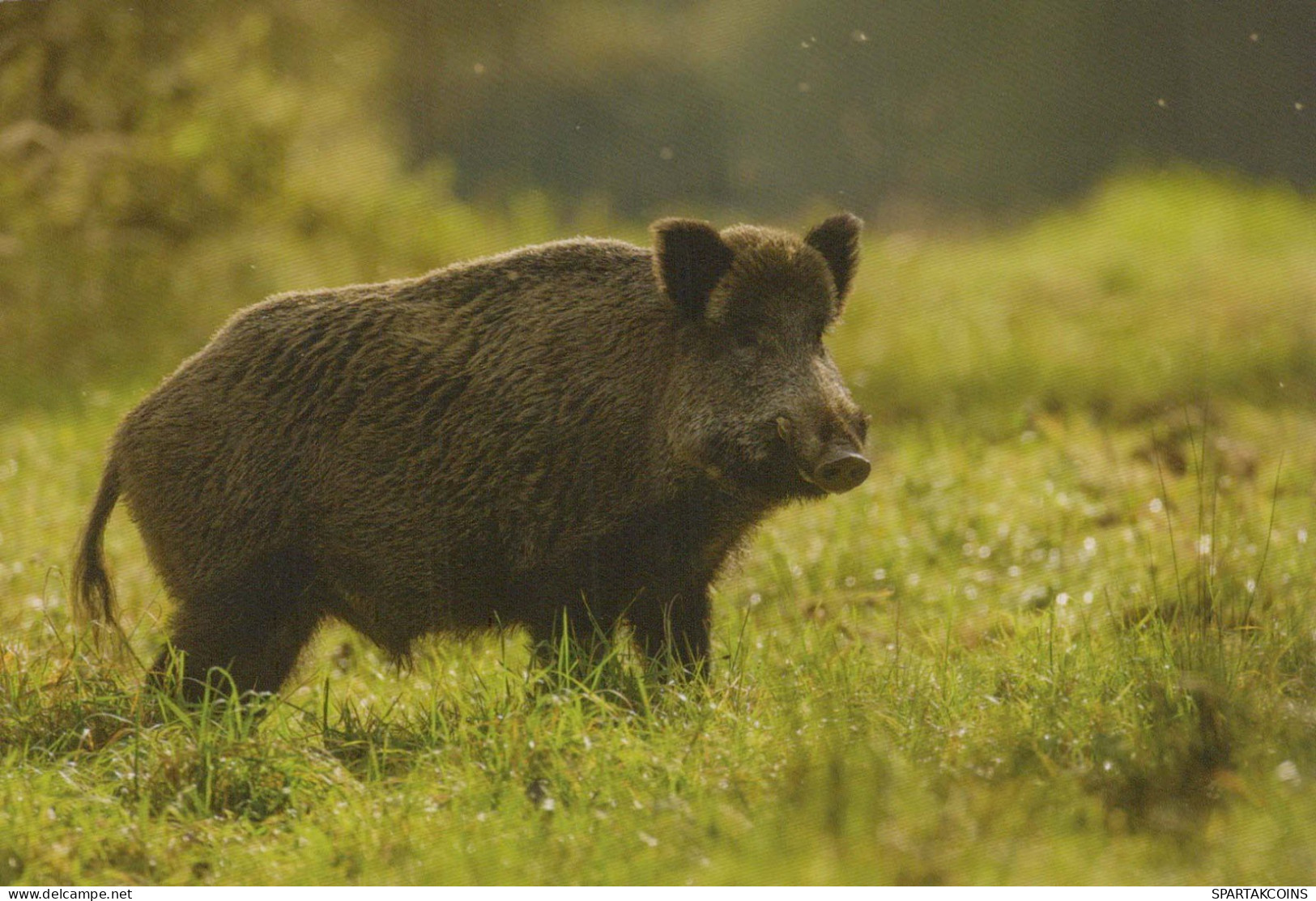 PIGS Animals Vintage Postcard CPSM #PBR748.GB - Pigs