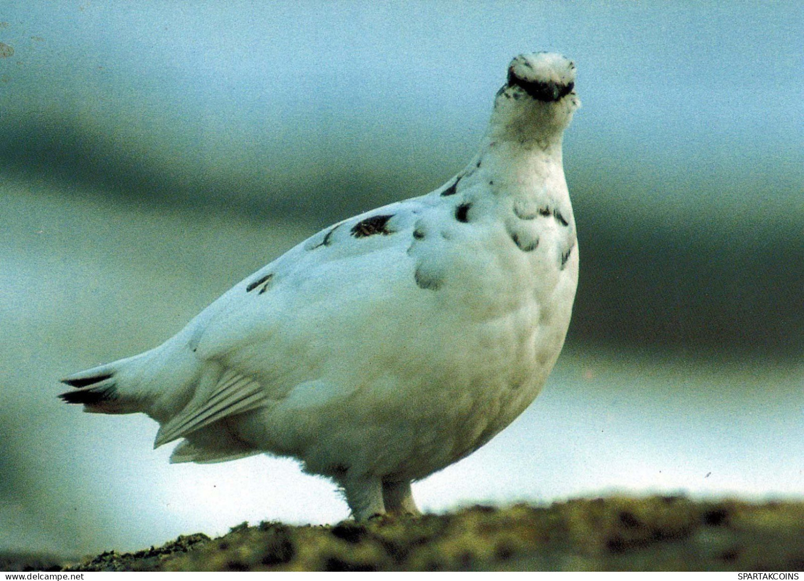 BIRD Animals Vintage Postcard CPSM #PBR555.GB - Oiseaux