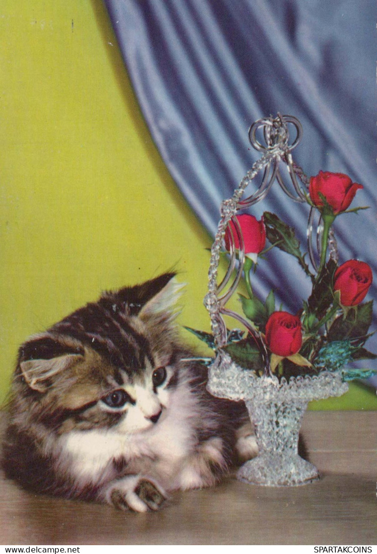CAT KITTY Animals Vintage Postcard CPSM #PBR033.GB - Gatos