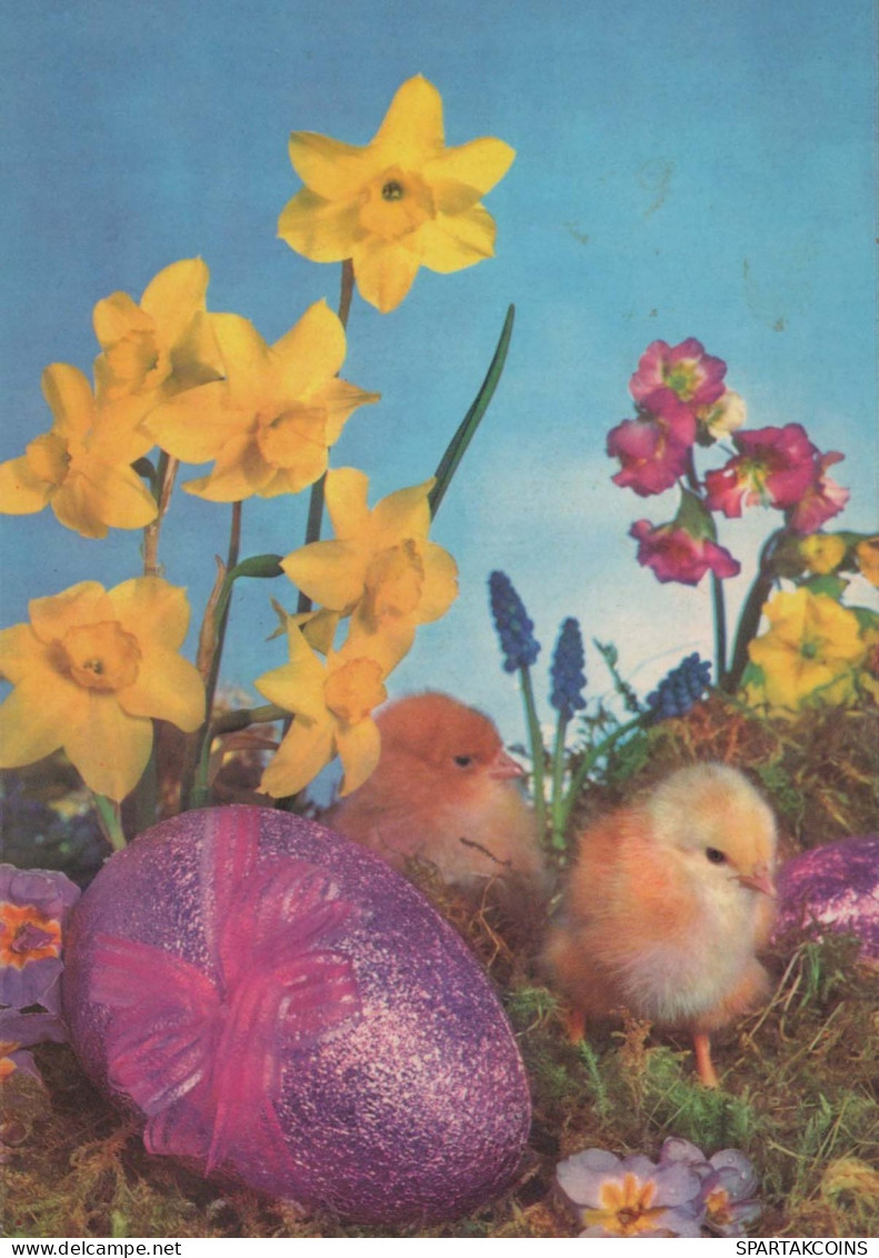 EASTER CHICKEN EGG Vintage Postcard CPSM #PBP234.GB - Pâques