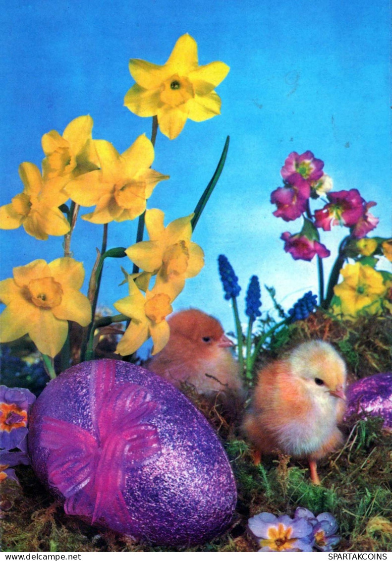 EASTER CHICKEN EGG Vintage Postcard CPSM #PBP234.GB - Easter