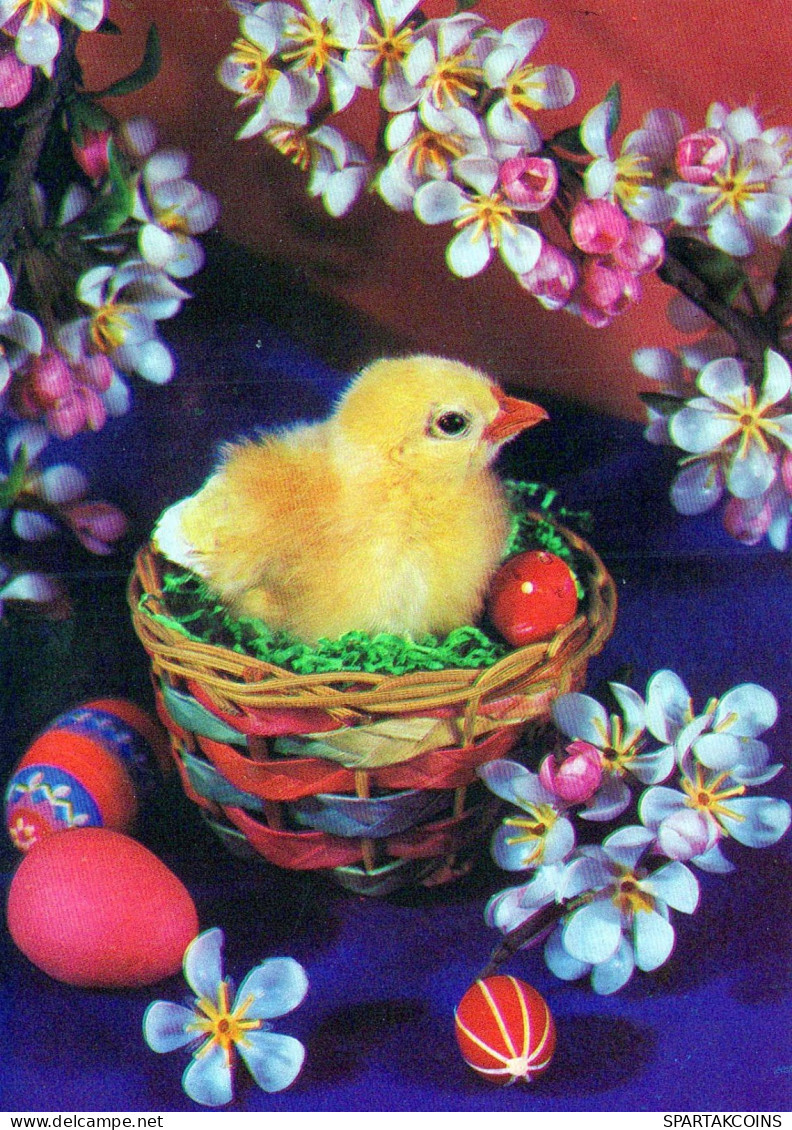EASTER CHICKEN EGG Vintage Postcard CPSM #PBP112.GB - Easter