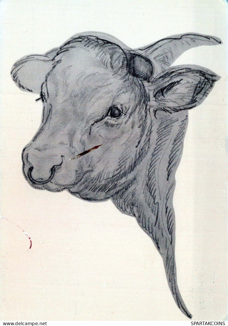 MUCCA Animale Vintage Cartolina CPSM #PBR814.IT - Vaches