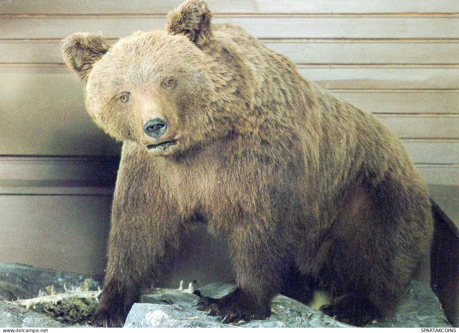 NASCERE Animale Vintage Cartolina CPSM #PBS350.IT - Bären