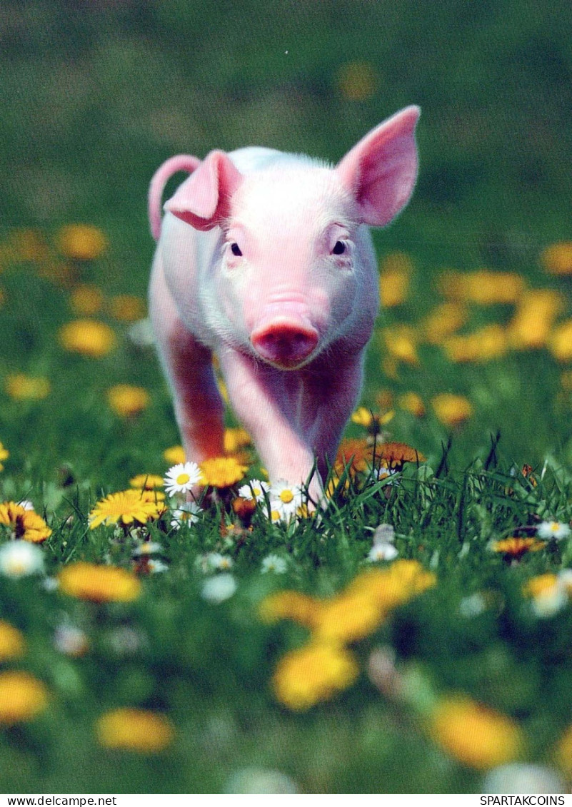 MAIALE Animale Vintage Cartolina CPSM #PBR752.IT - Schweine