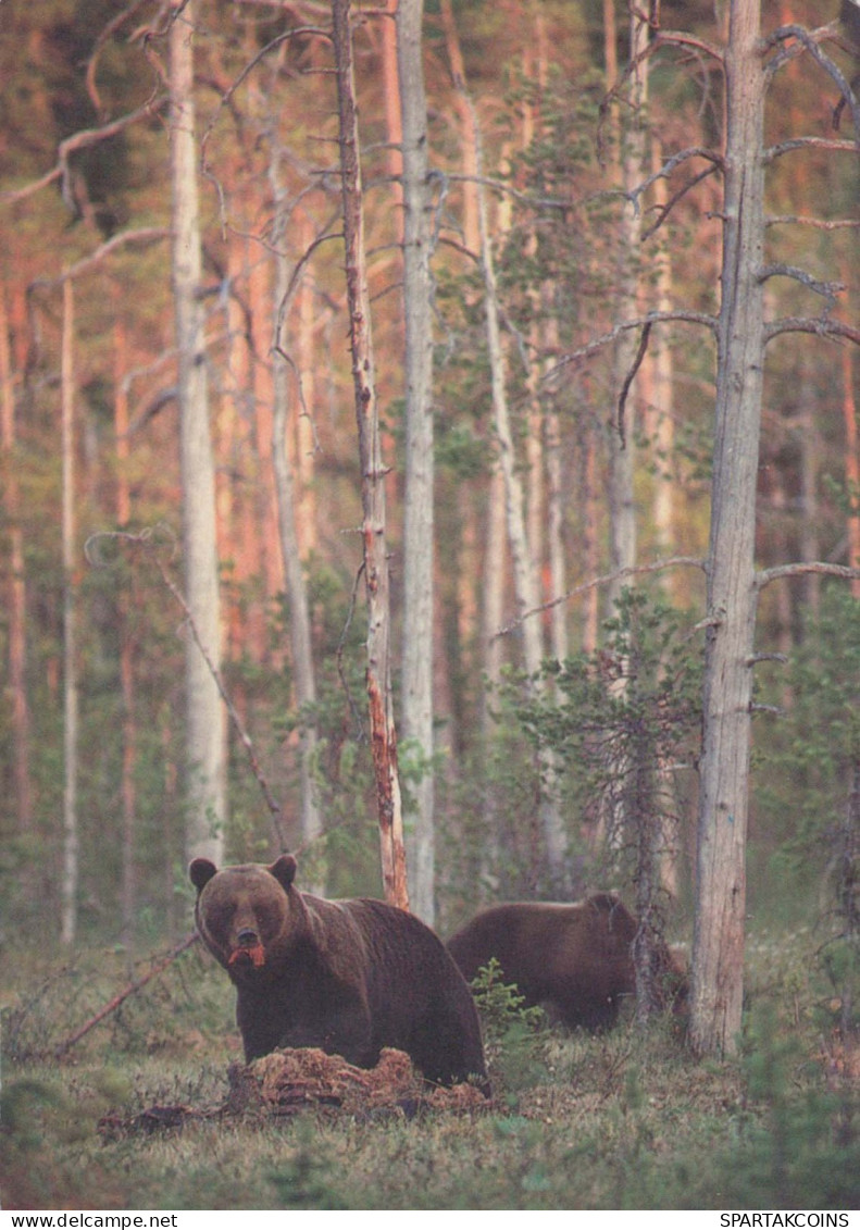 NASCERE Animale Vintage Cartolina CPSM #PBS103.IT - Bears