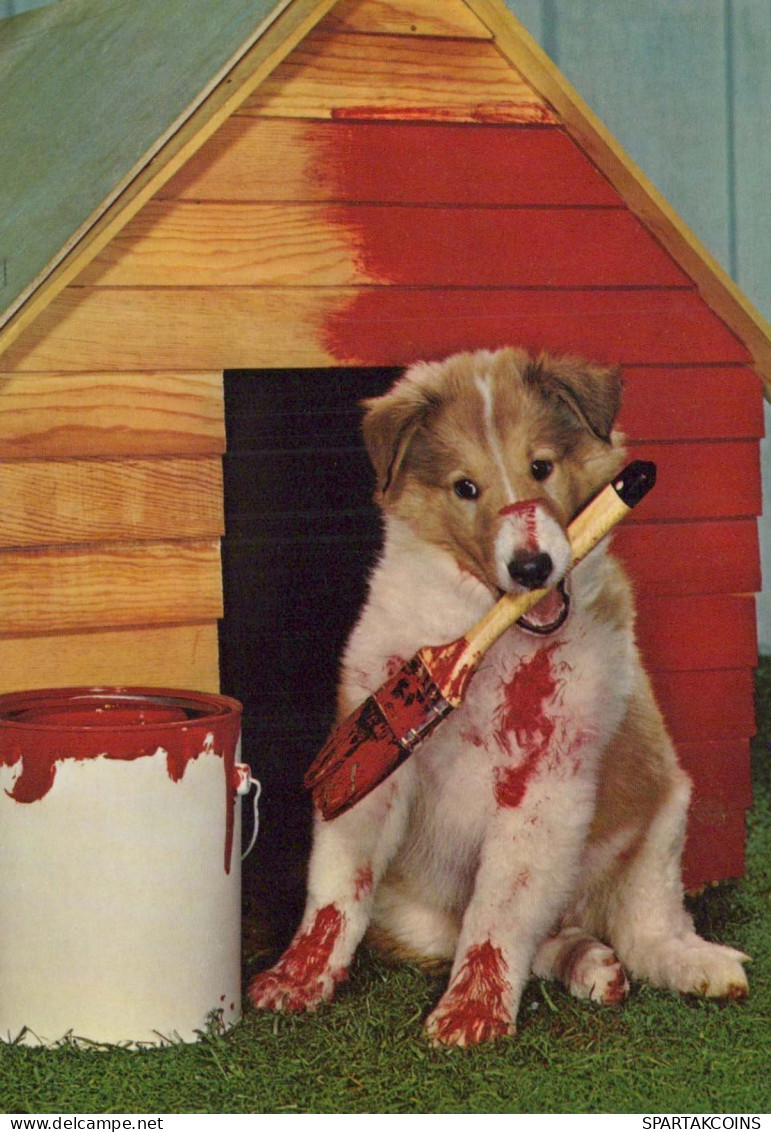 CANE Animale Vintage Cartolina CPSM #PBQ586.IT - Dogs