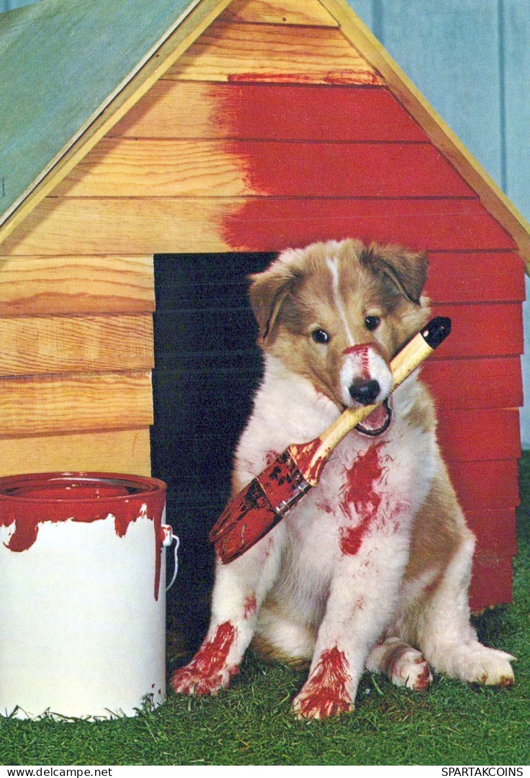 CANE Animale Vintage Cartolina CPSM #PBQ586.IT - Dogs