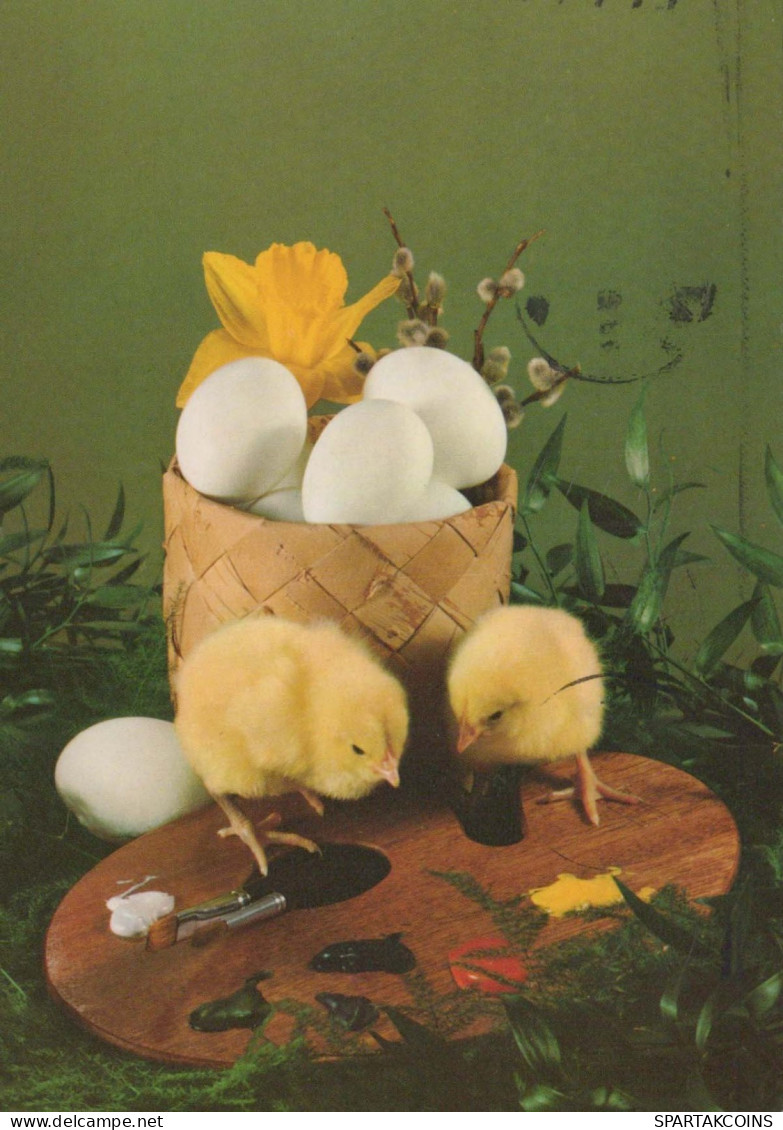PASQUA POLLO UOVO Vintage Cartolina CPSM #PBP238.IT - Easter