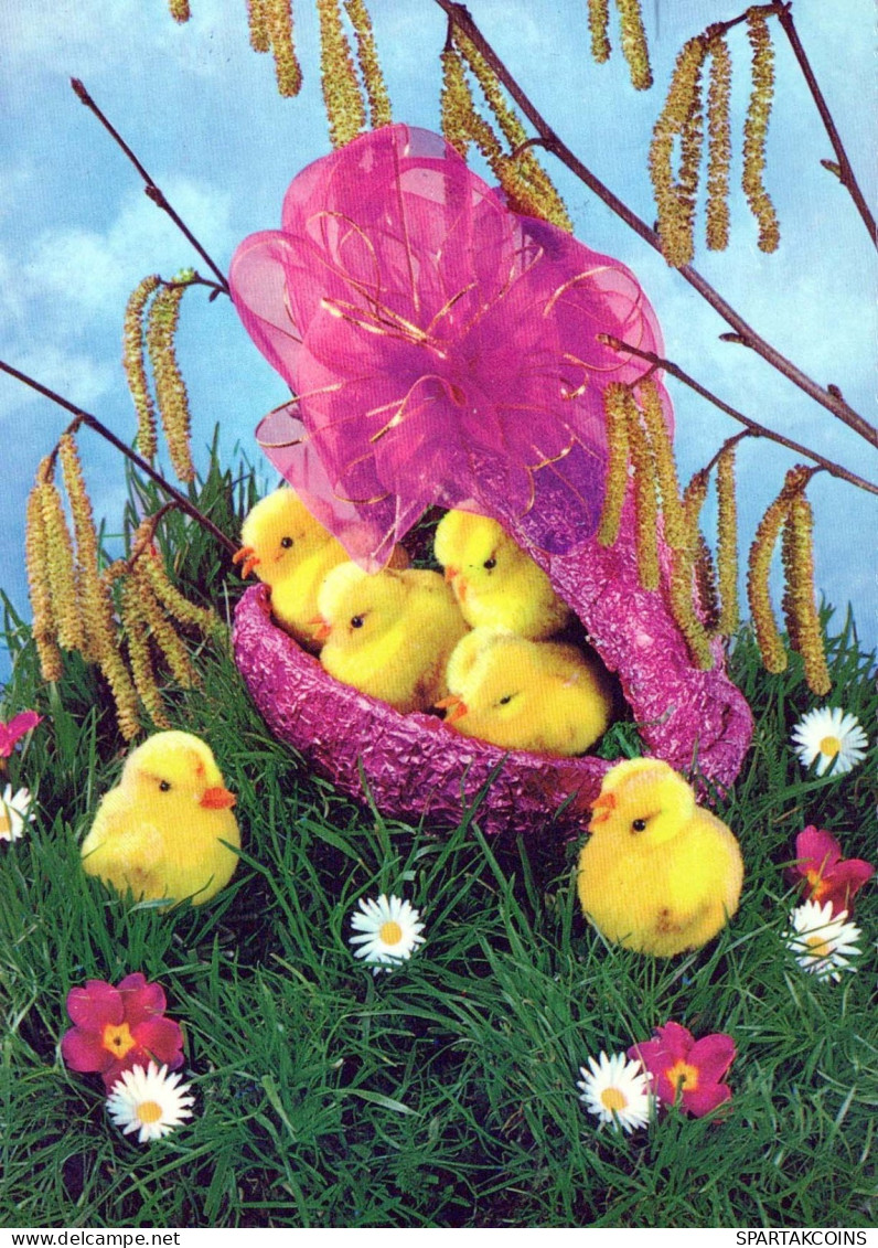 PASQUA POLLO UOVO Vintage Cartolina CPSM #PBO863.IT - Easter