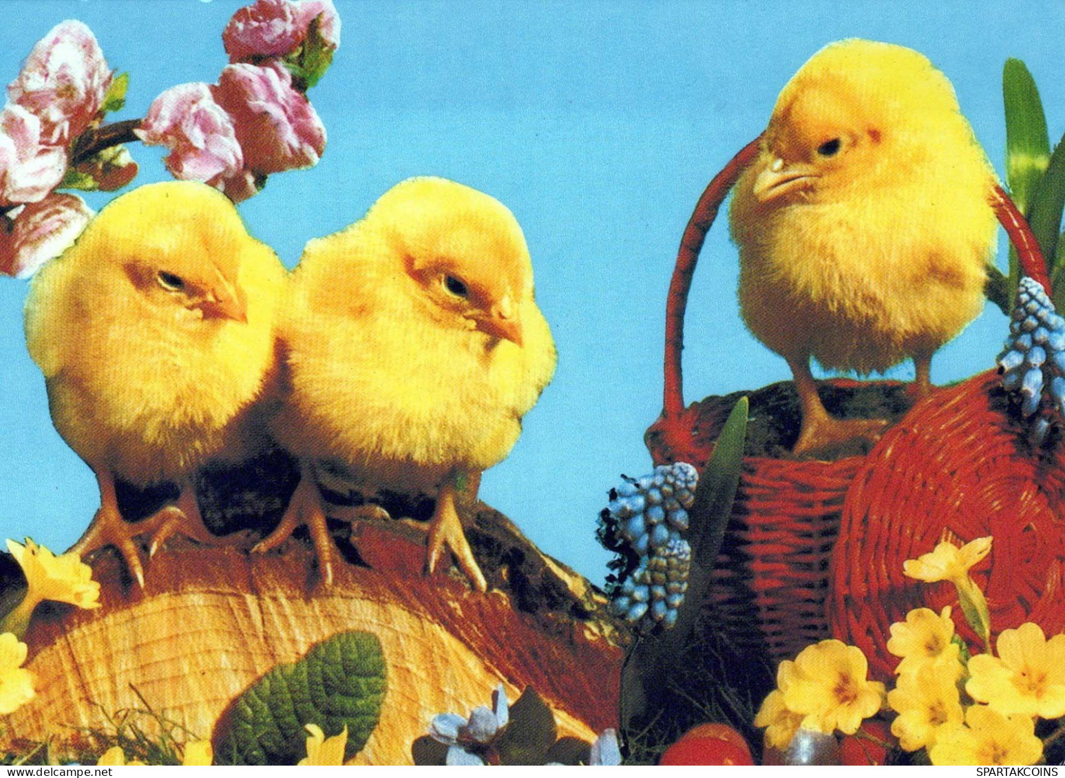 PASQUA POLLO UOVO Vintage Cartolina CPSM #PBO927.IT - Easter