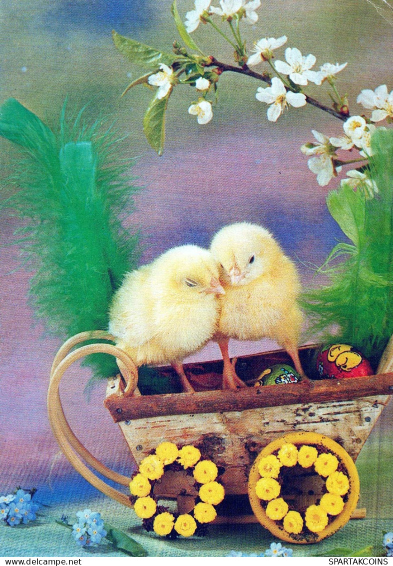 PASQUA POLLO UOVO Vintage Cartolina CPSM #PBO737.IT - Easter