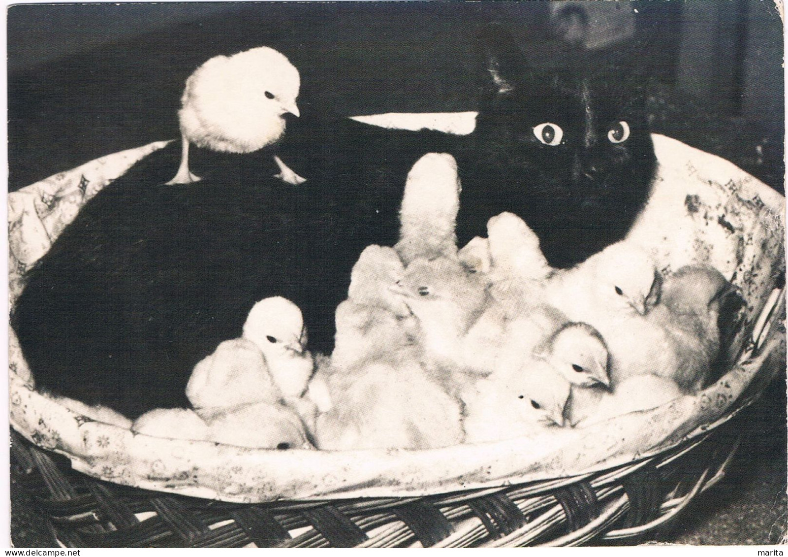 Chat Et Poussins- Cats- Zwarte Poes In Mand Met Kuikens -katzen - Chats