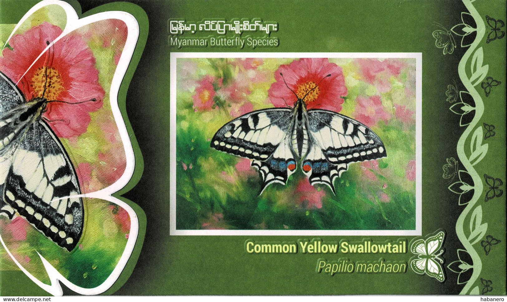 MYANMAR 2024 COMMON YELLOW SWALLOWTAIL BUTTERFLY PRESENTATION FOLDER - Butterflies