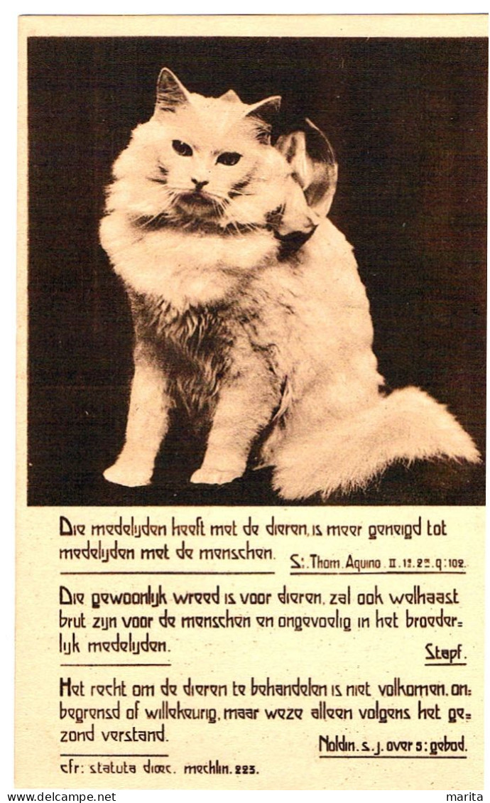 Chat Blanc-  Cat -kleine Katze - Witte Poes Met Strik - Gatos