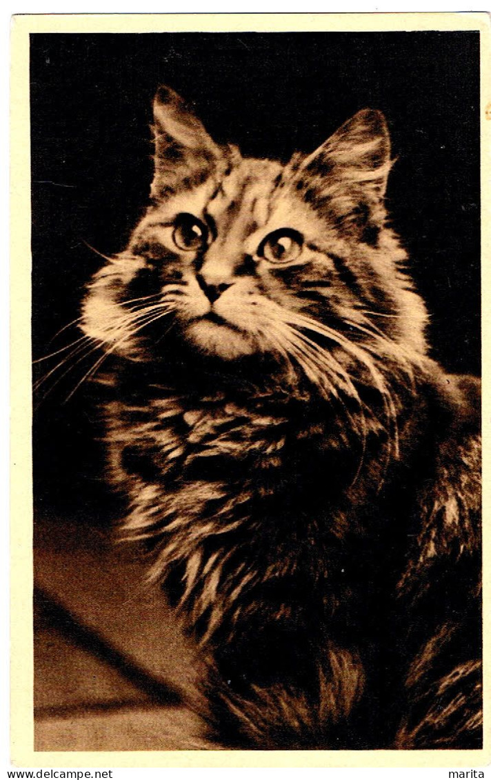 Chat-  Cat - Katze- Poes Aan Het Staren - Gatos