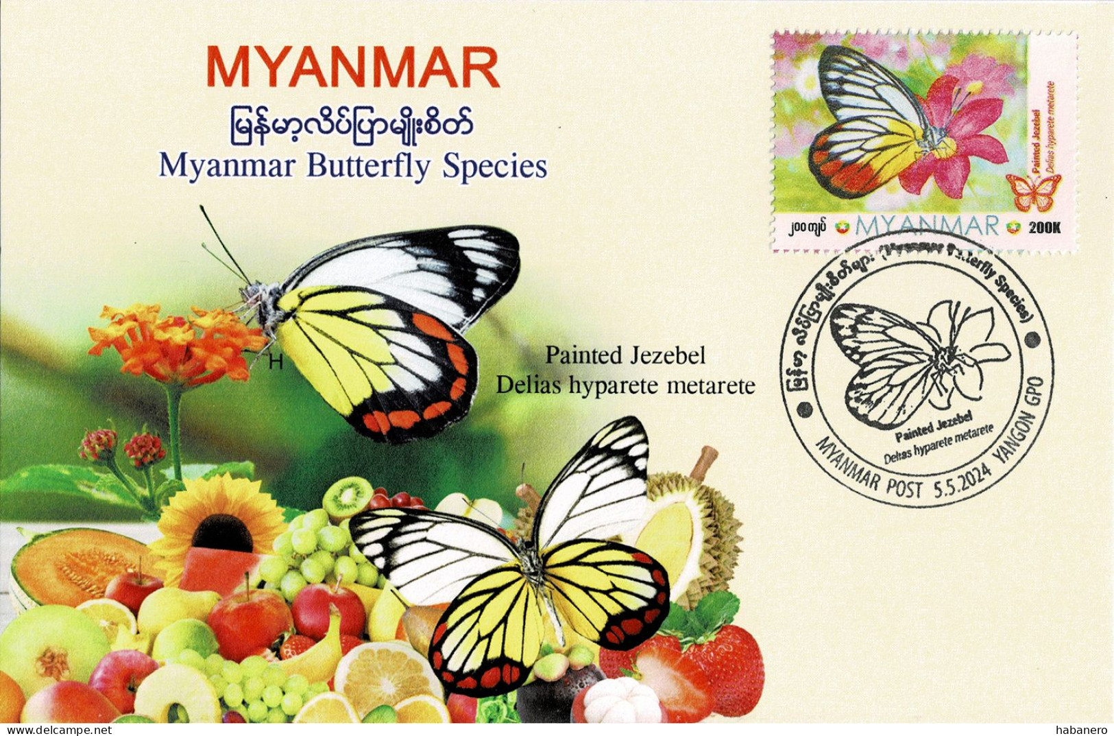 MYANMAR 2024 PAINTED JEZEBEL BUTTERFLY MAXIMUM CARD ONLY 100 ISSUED - Vlinders