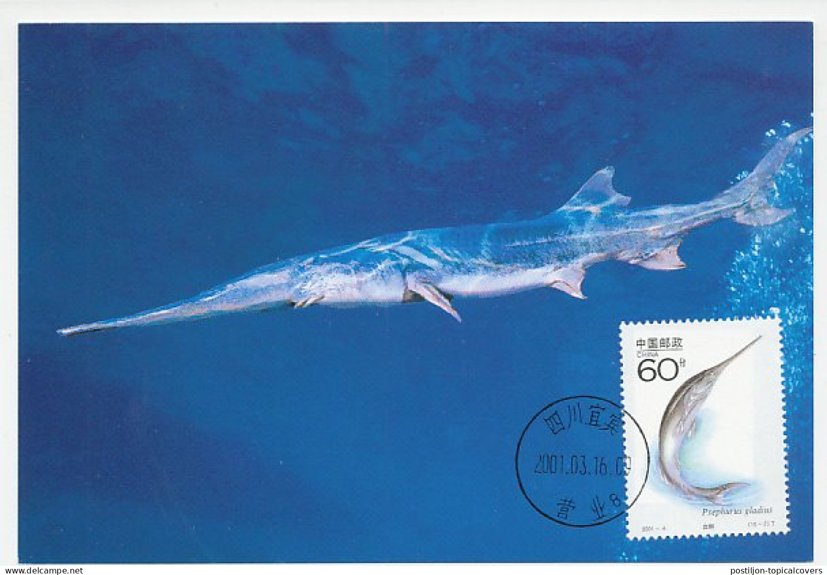 Maximum Card China 2001 Fish - Paddlefish - Swordfish - Fishes