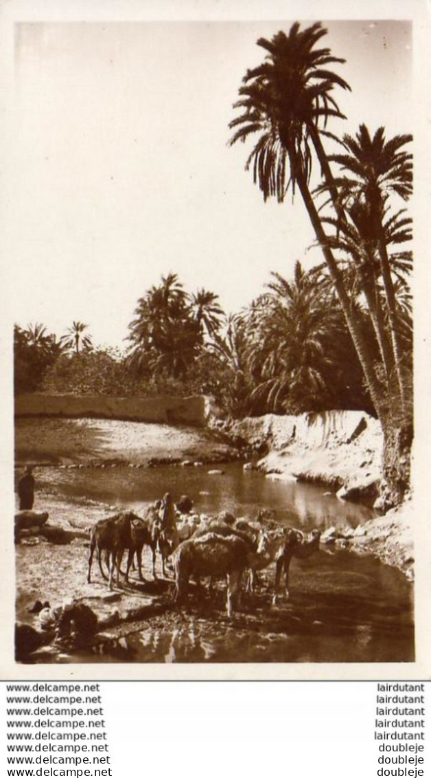 MAROC  SCENES ET TYPES  Chameaux à L' Abreuvoir  ..... - Sonstige & Ohne Zuordnung