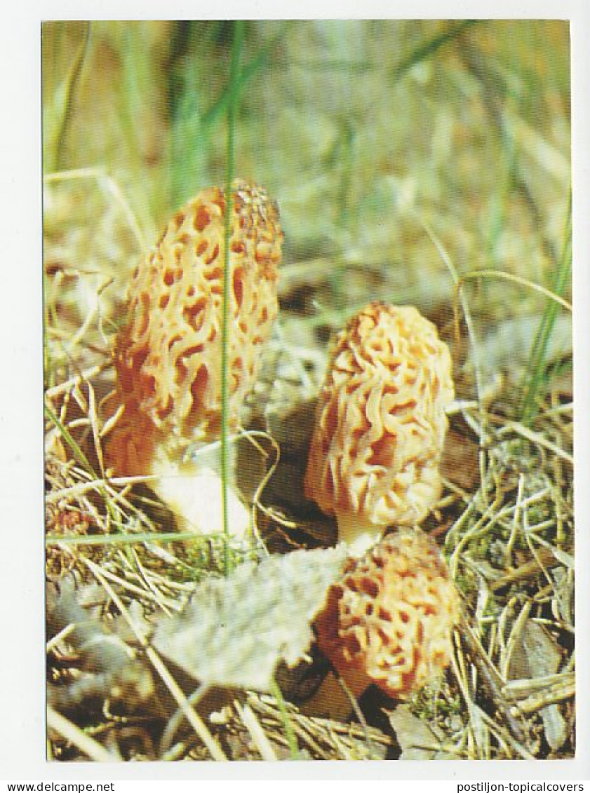 Postal Stationery Belarus 1999 Mushroom - Pilze