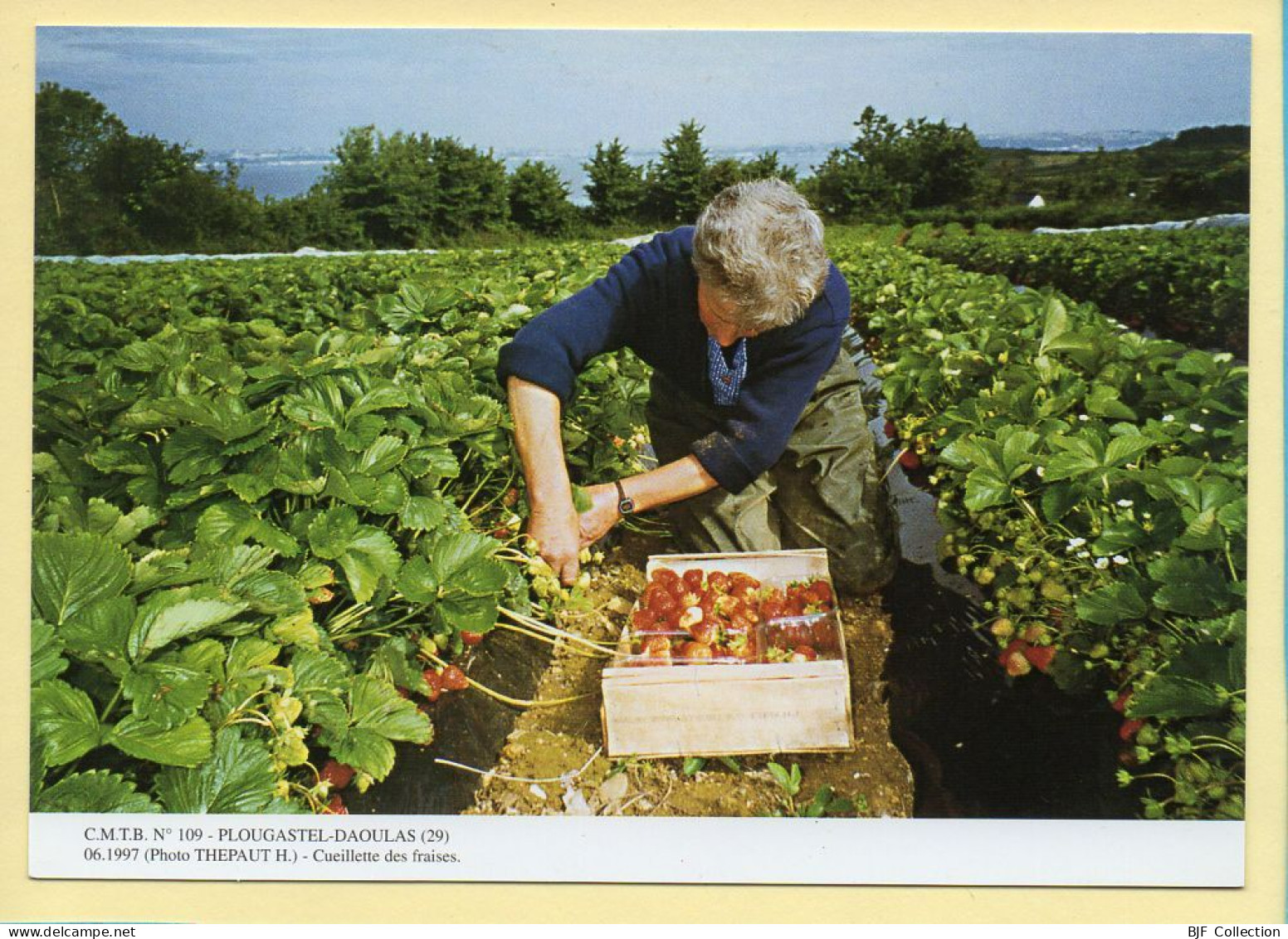 Cueillette Des Fraises / PLOUGASTEL-DAOULAS (29) (THEPAUT H.) C.M.T.B. N° 109 / 400 Exemplaires (CARTOUEST) - Paysans