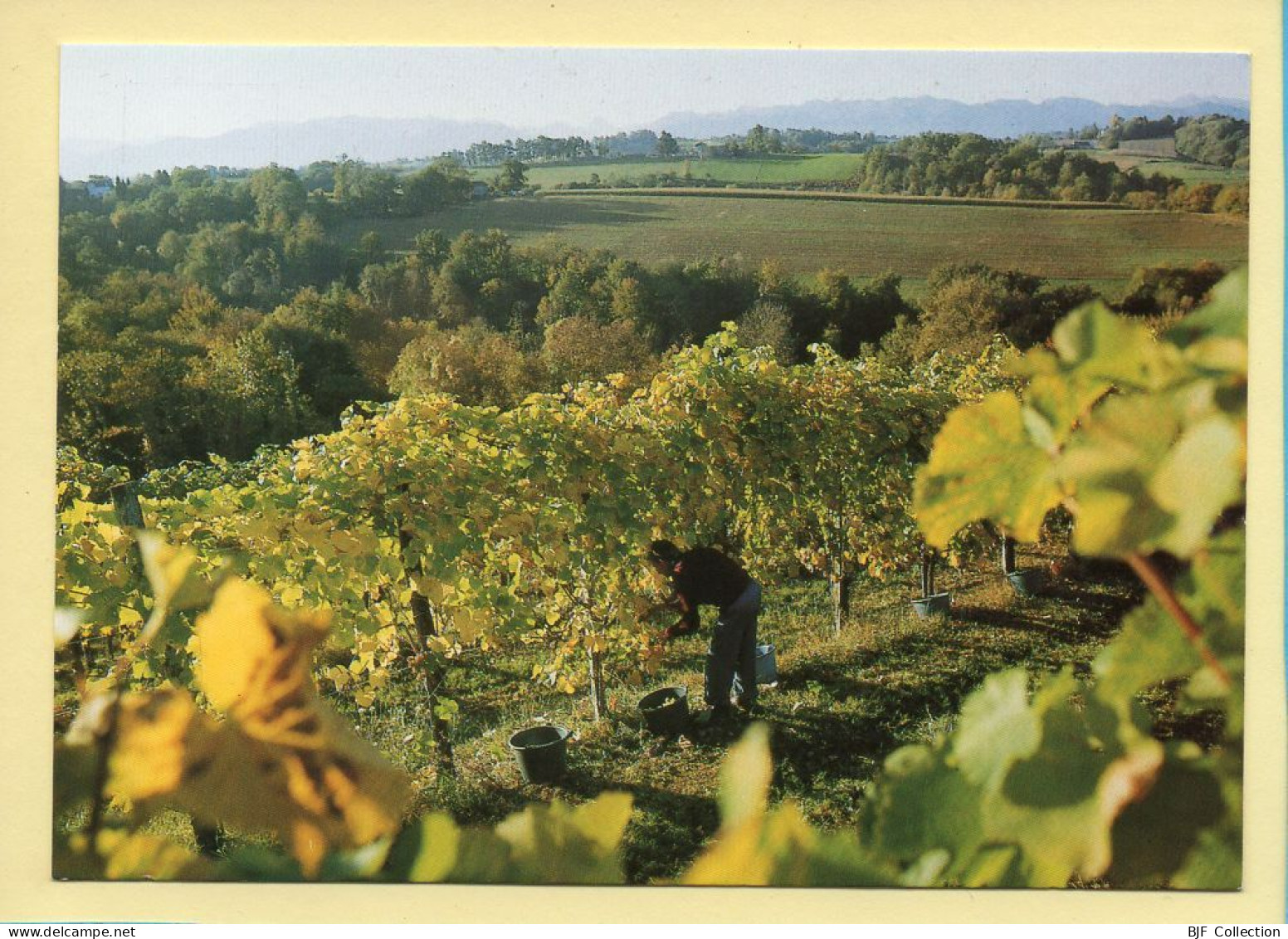 Les Vendanges Face Au Pyrénées (Vincent DUBOURG N° E24) Images D'un Temps Qui Passe / Collection Vallées Pyrénéennes - Paysans