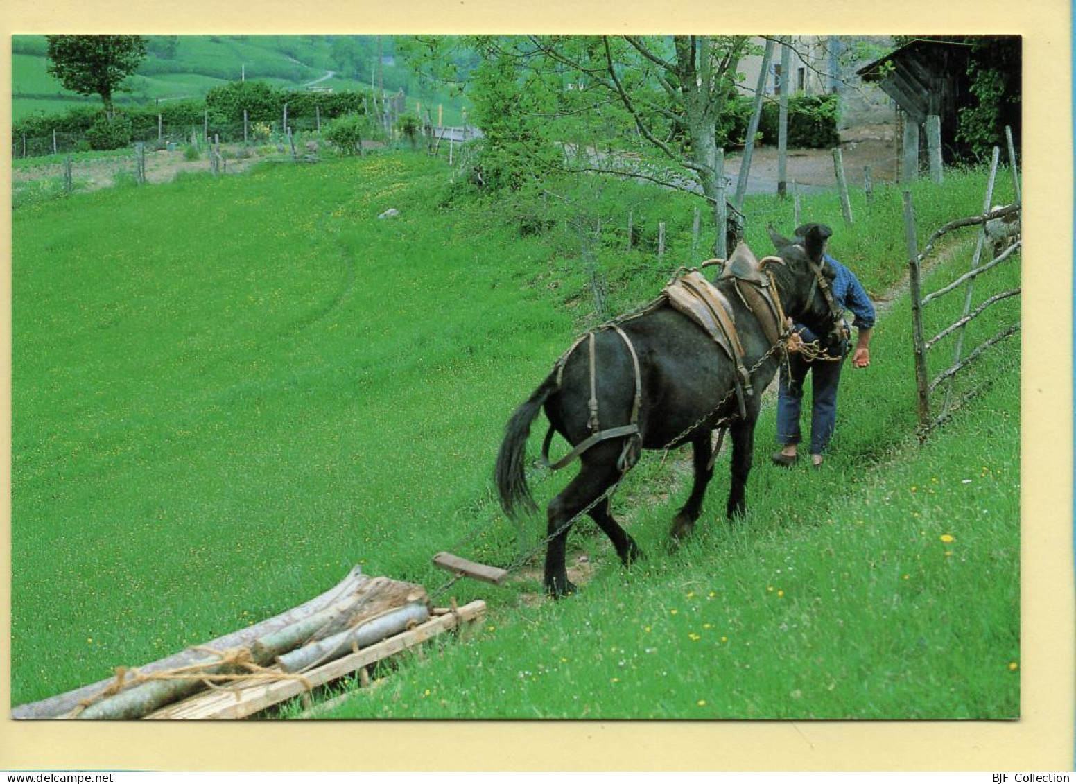 Descente Du Bois Avec Les Mules (Elizabeth ARRIUS-PARDIES N° D 64) Images D'un Temps Qui Passe - Bauern