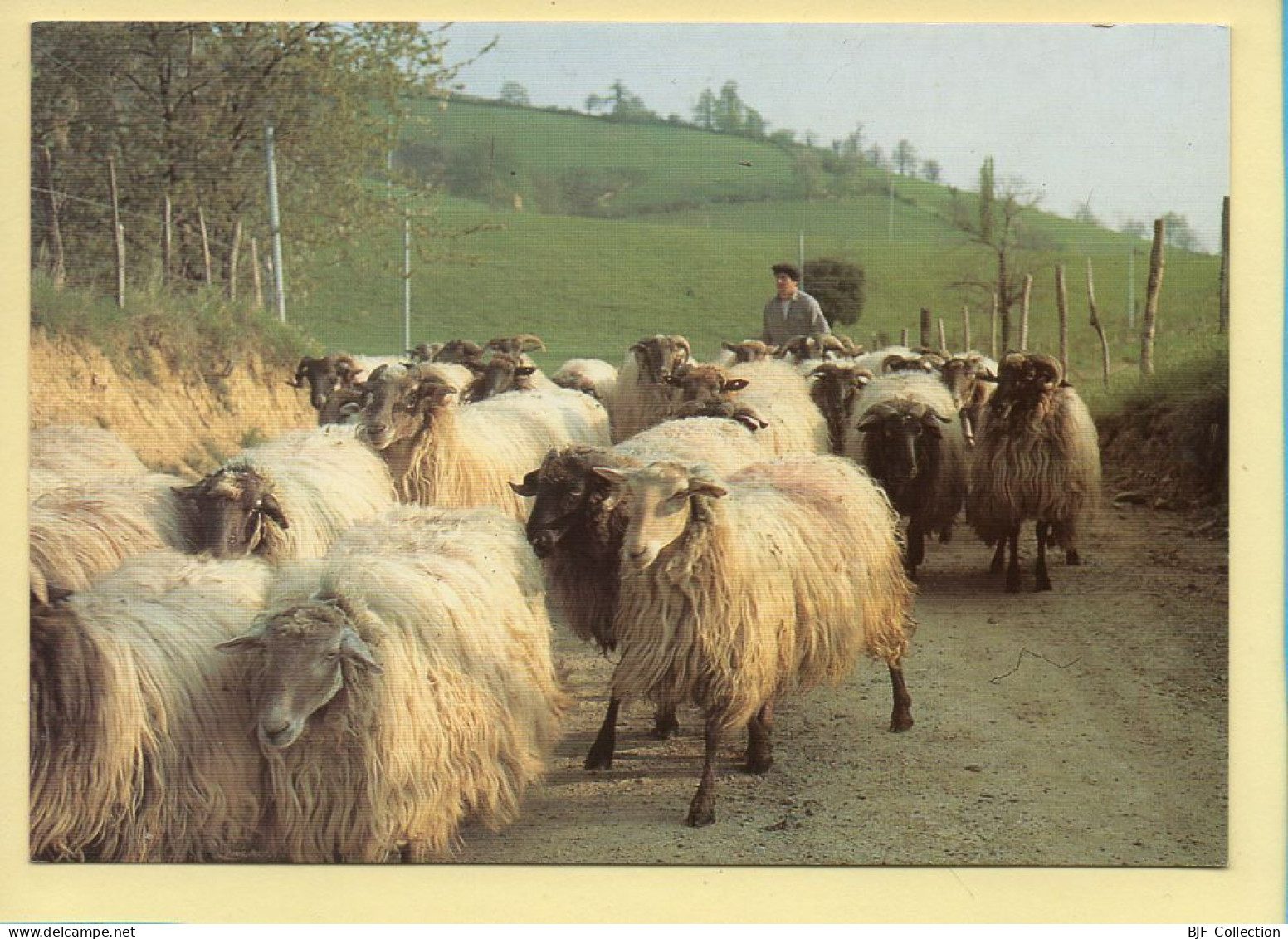 Sur Une Route Du Pays Basque (Elizabeth ARRIUS-PARDIES N° C 104) Troupeaux Et Bergers En Pyrénées - Bauern