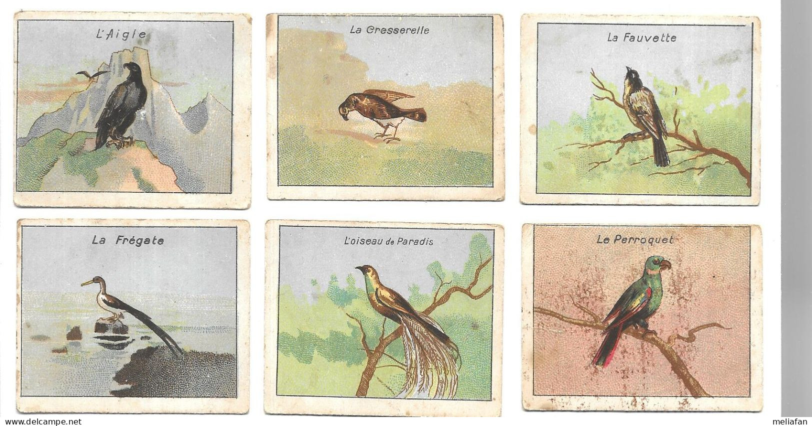 KB1583 - IMAGES SANS MARQUE - OISEAUX - FAUVETTE - FREGATE - AIGLE - PERROQUET - CRESSERELLE - OISEAU DE PARADIS - Other & Unclassified