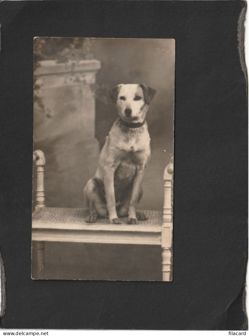 129040           Francia,   Carte  Postale,  Cane,   NV(scritta) - Hunde