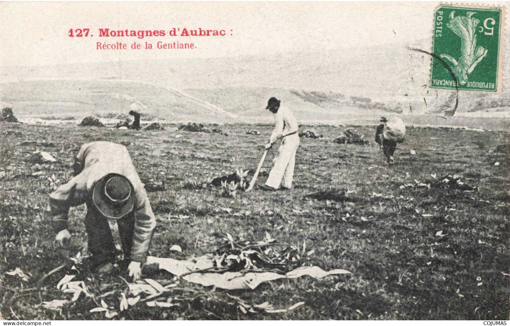 12 - AUBRAC _S28953_ Montagnes - Récoltes De La Gentiane - Agriculture - Autres & Non Classés