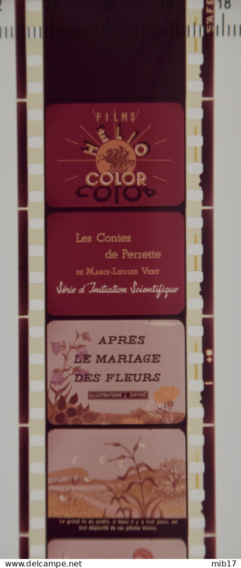 Films HELIO COLOR Pour PATHEORAMA Avec Boite D'origine - Contes Scientifique N°27 Après Le Mariage Des Fleurs - Bobines De Films: 35mm - 16mm - 9,5+8+S8mm