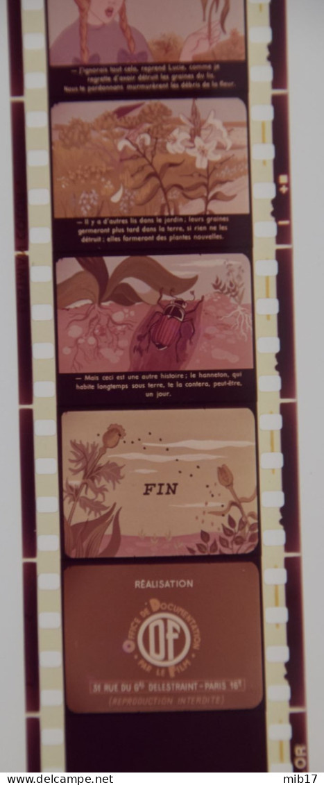 Films HELIO COLOR Pour PATHEORAMA Avec Boite D'origine - Contes Scientifique N°27 Après Le Mariage Des Fleurs - Filme: 35mm - 16mm - 9,5+8+S8mm