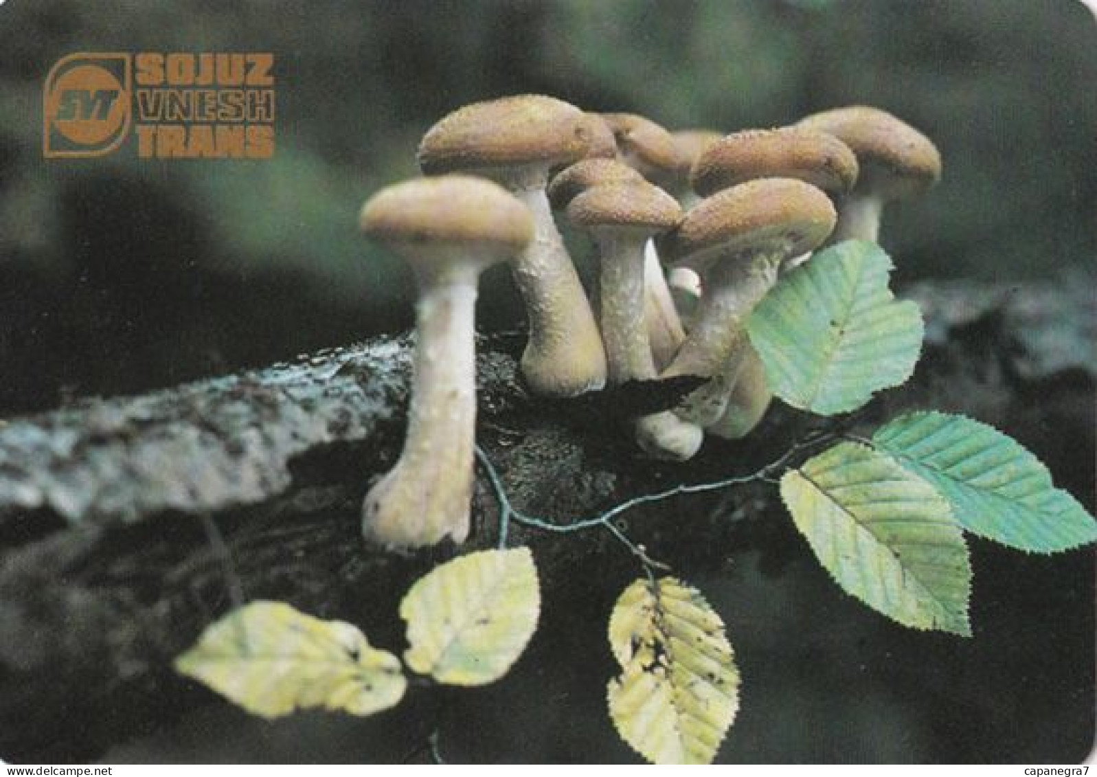 Armillaria,  Mushrooma, USSR, 1991 100 X 70 Mm - Grand Format : 1991-00