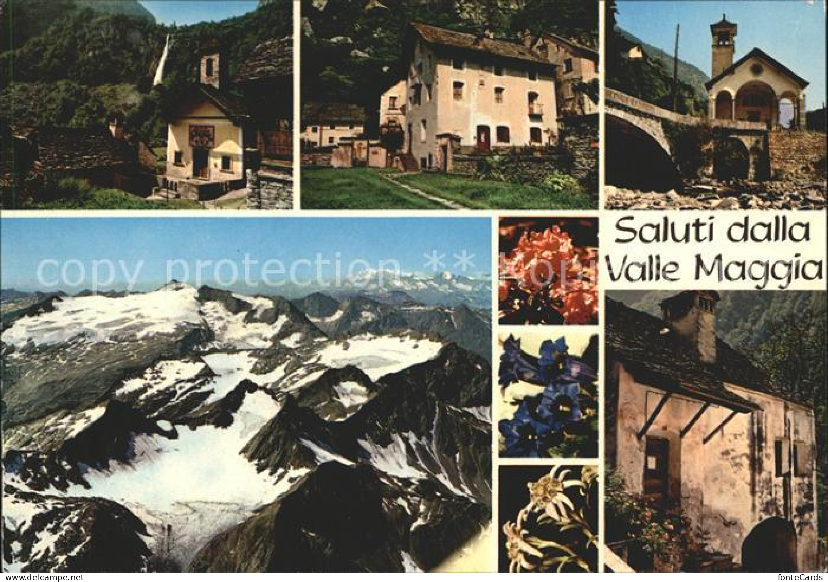 11862536 Valle Maggia Dorfmotive Alpenpanorama Alpenflora Maggiatal - Sonstige & Ohne Zuordnung