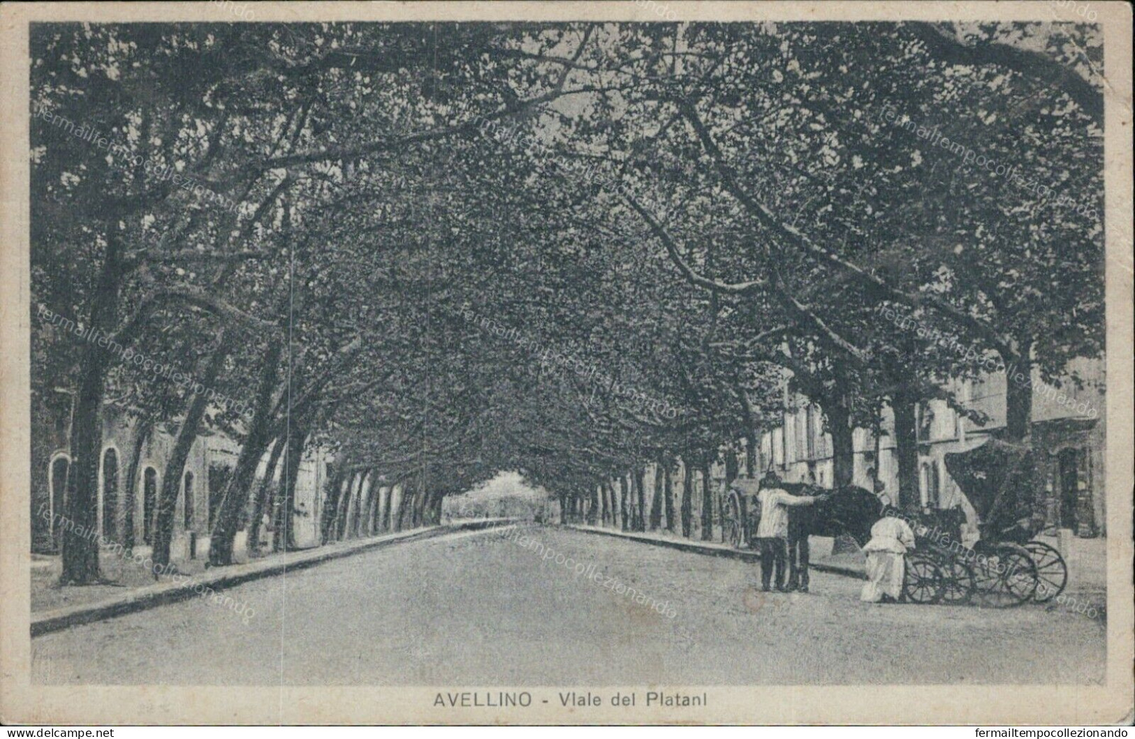 Cs126 Cartolina Avellino Citta' Viale Dei Platani 1931 - Avellino